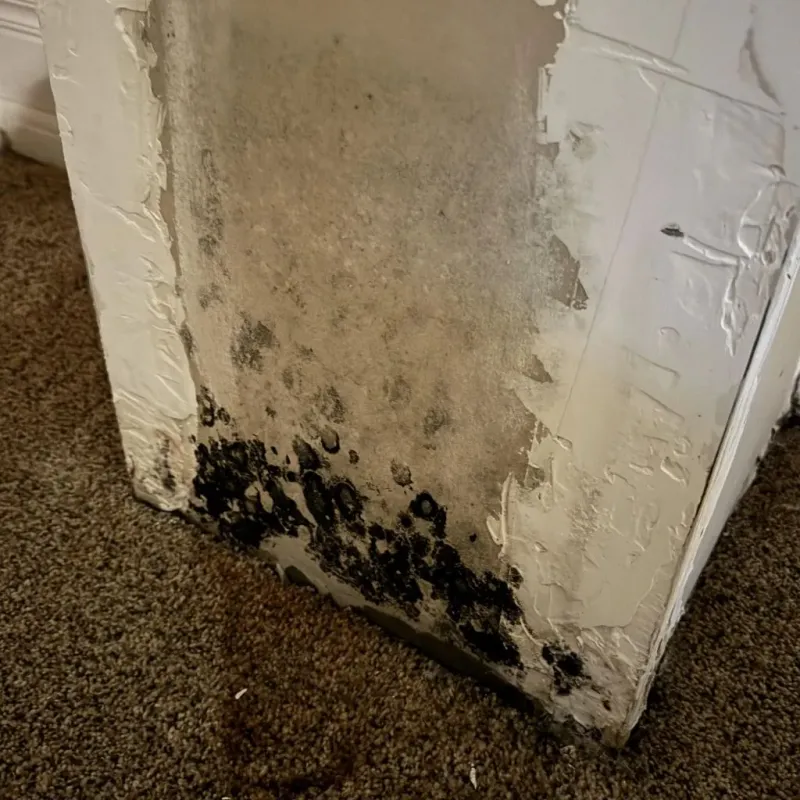 Professional Mold Removal in Churchville, NY